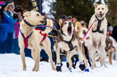 Idaho Sled Dog Challenge Returns Jan. 21-Feb. 3 : MCCALL, Idaho (Jan. 9, 2023) -- SNOW ROVERS -- The Idaho Sled Dog Challenge is returning to the West Central Mountains of Idaho Jan. 21-Feb. 2, 2023, for its fifth year. Part of the Rocky Mountain Triple Crown, the race features world-class mushers and is an Iditarod and Yukon Quest qualifier. Pictured here on Jan. 29, 2018, at the official start of the inaugural 300-mile race, a sled dog team champs at the bit to take off. (Photo by Melissa Shelby)