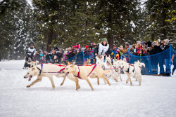 Join the Idaho Sled Dog Challenge